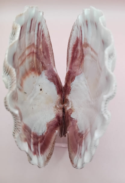 Natural Lion's Paw Seashell Pair – 5" x 5.3" – Coastal Display Accent