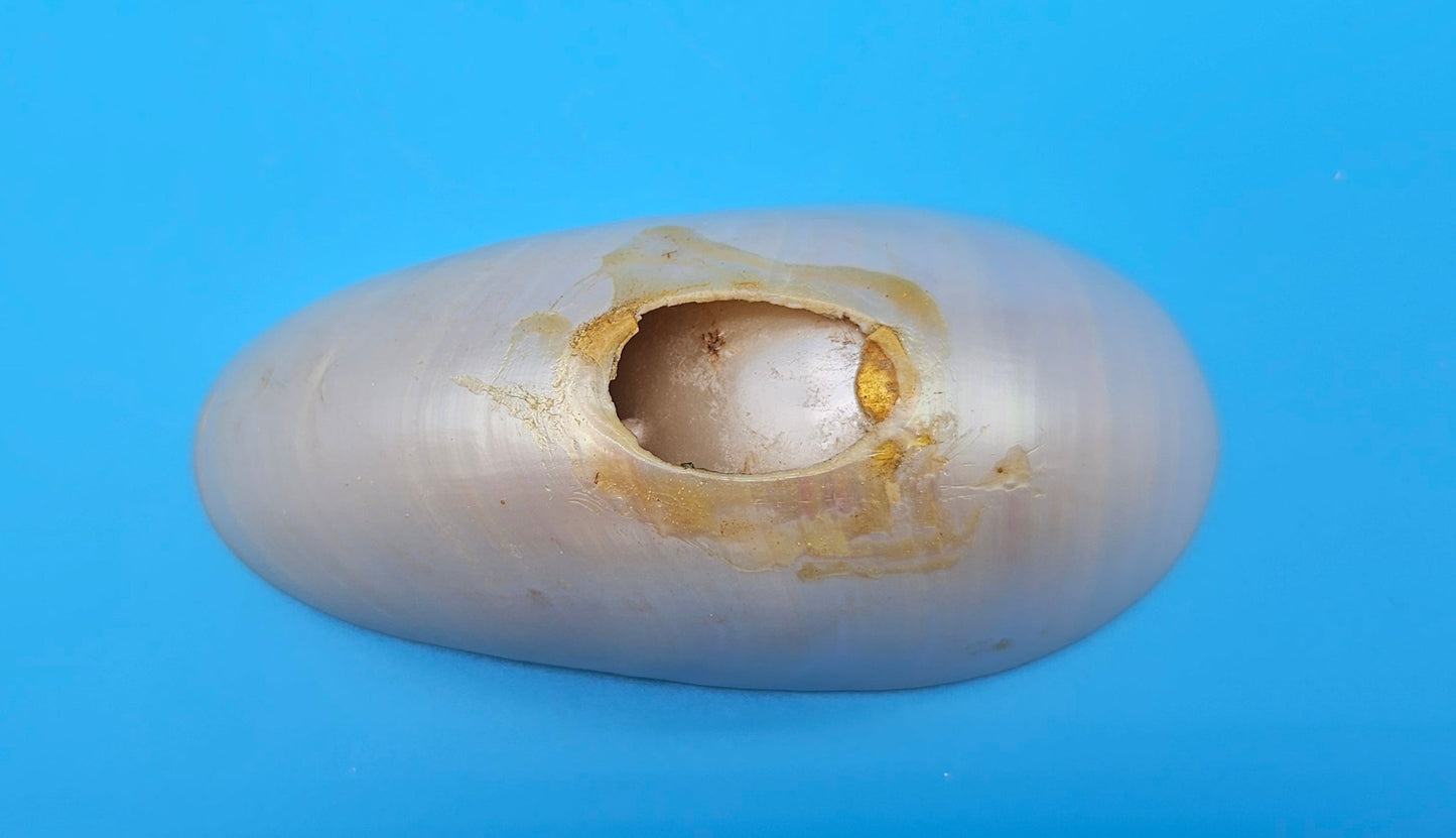 Bottom Cut Pearl Nautilus Shell Base – 4"