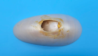 Bottom Cut Pearl Nautilus Shell Base – 4"