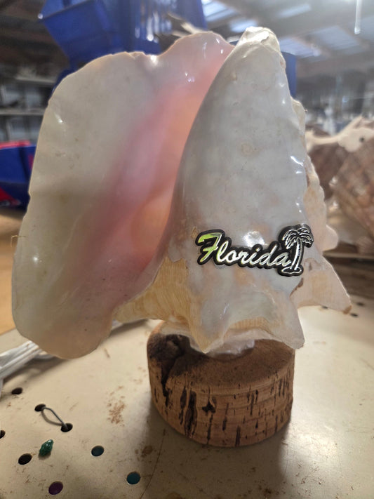Pink Queen Conch light on cork