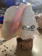 Pink Queen Conch light on cork
