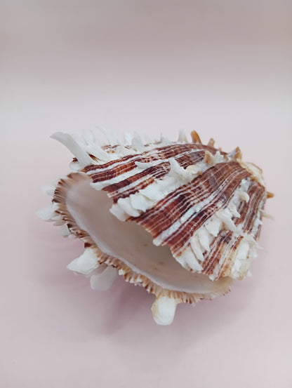 Natural Hinged Spondylus Shell – 2.8" x 2.2" – Spiny Display Shell
