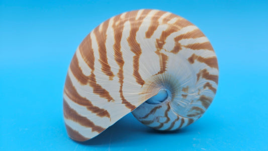 Chambered Tiger Nautilus Shell – Striking Natural Ocean Decor 3.7" Nautilus pompilius