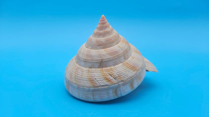 Rare Pleurotomaria hirasei Deep Sea Display Shell with Operculum – 3.8" Nautical Home Decor