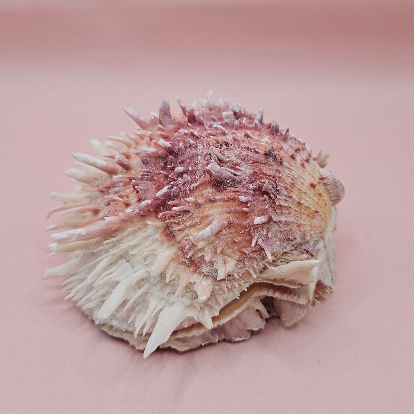 Spondylus Shell – 4" Pink & White Coastal Display Spiny Thorny Oyster Bivalve