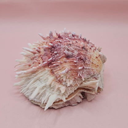 Spondylus Shell – 4" Pink & White Coastal Display Spiny Thorny Oyster Bivalve
