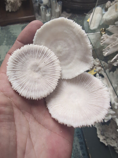 Mini Mushroom Coral 2"