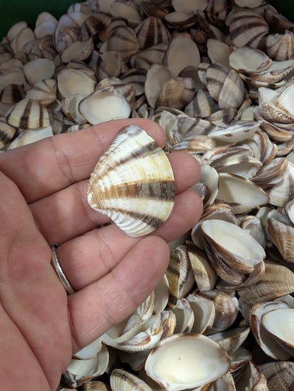 Venus Striped Clam Shells - Chamelea gallina