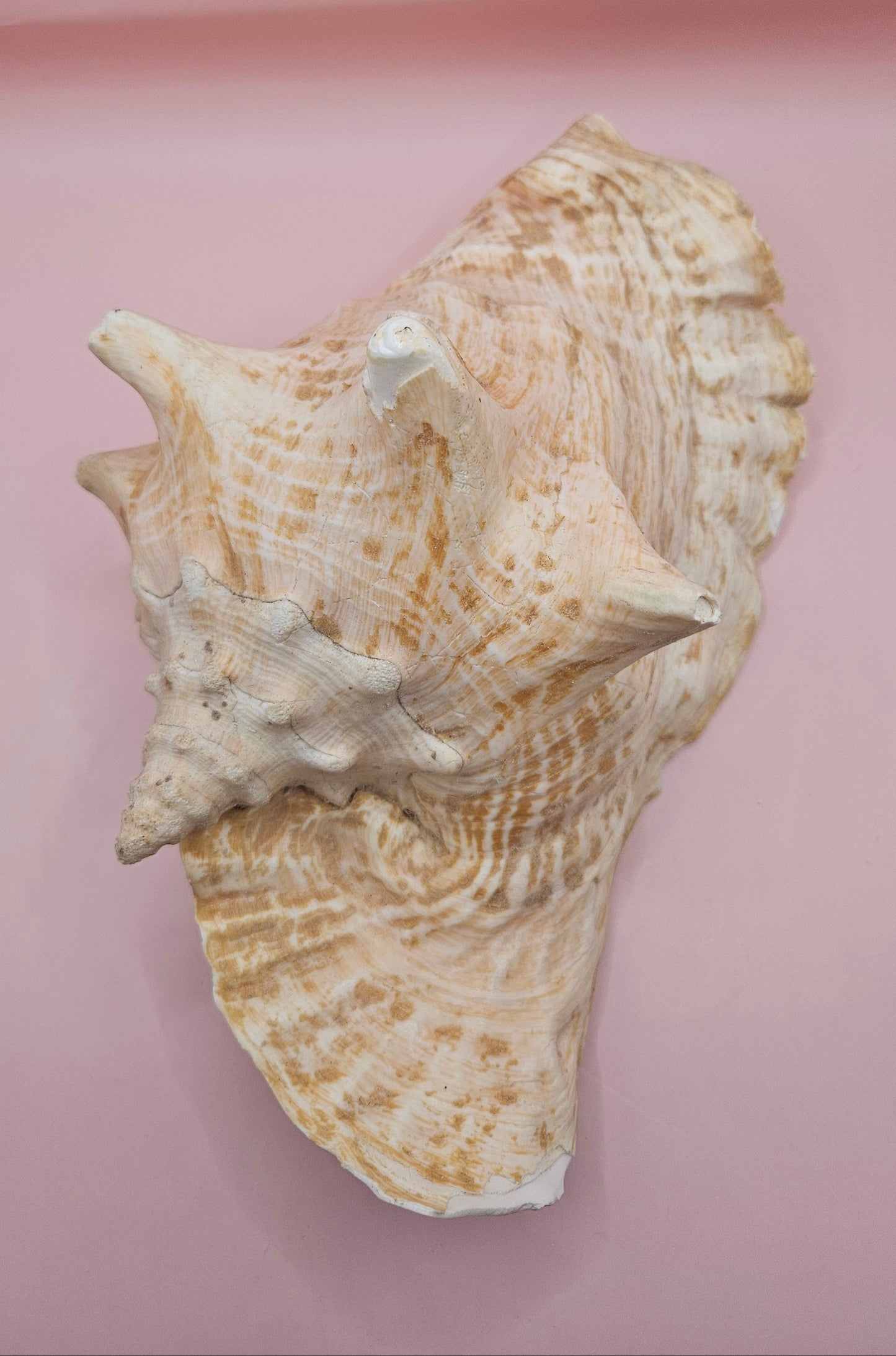 Large Atlantic Conch Shell 9.75" Natural Beach Display – Non-Pierced Coastal Decor