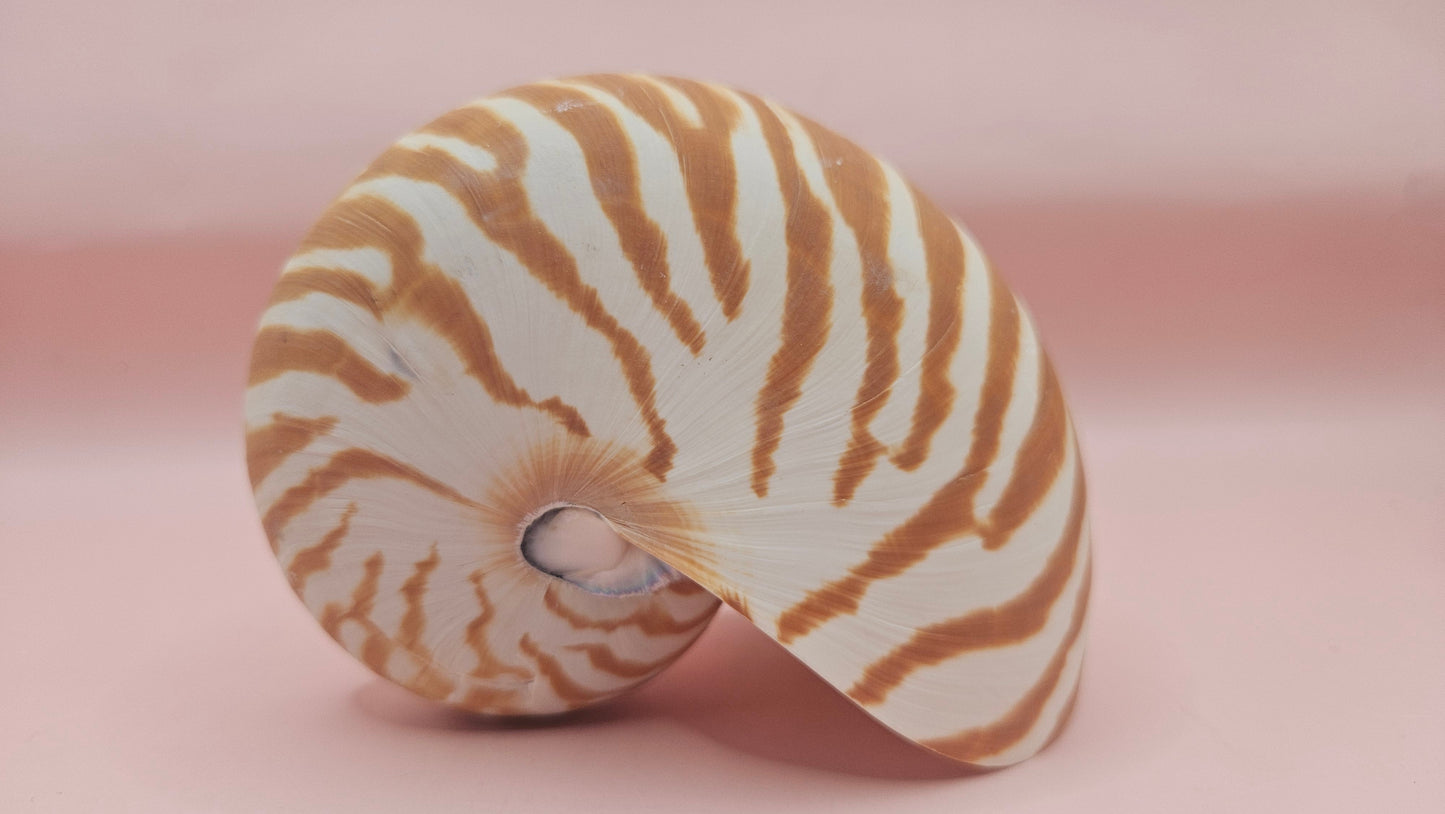 Tiger Nautilus Shell – Striking Natural Ocean Decor 4"