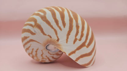 Tiger Nautilus Shell – Striking Natural Ocean Decor 4"