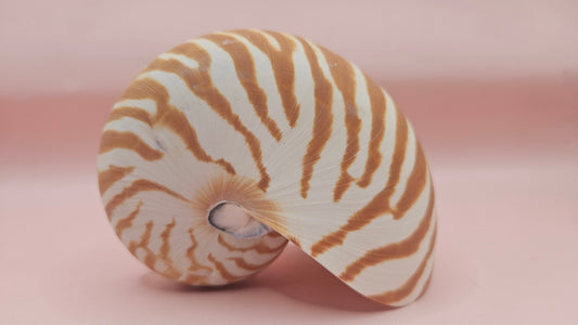 Tiger Nautilus Shell – Striking Natural Ocean Decor 4"