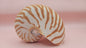 Tiger Nautilus Shell – Striking Natural Ocean Decor 4"