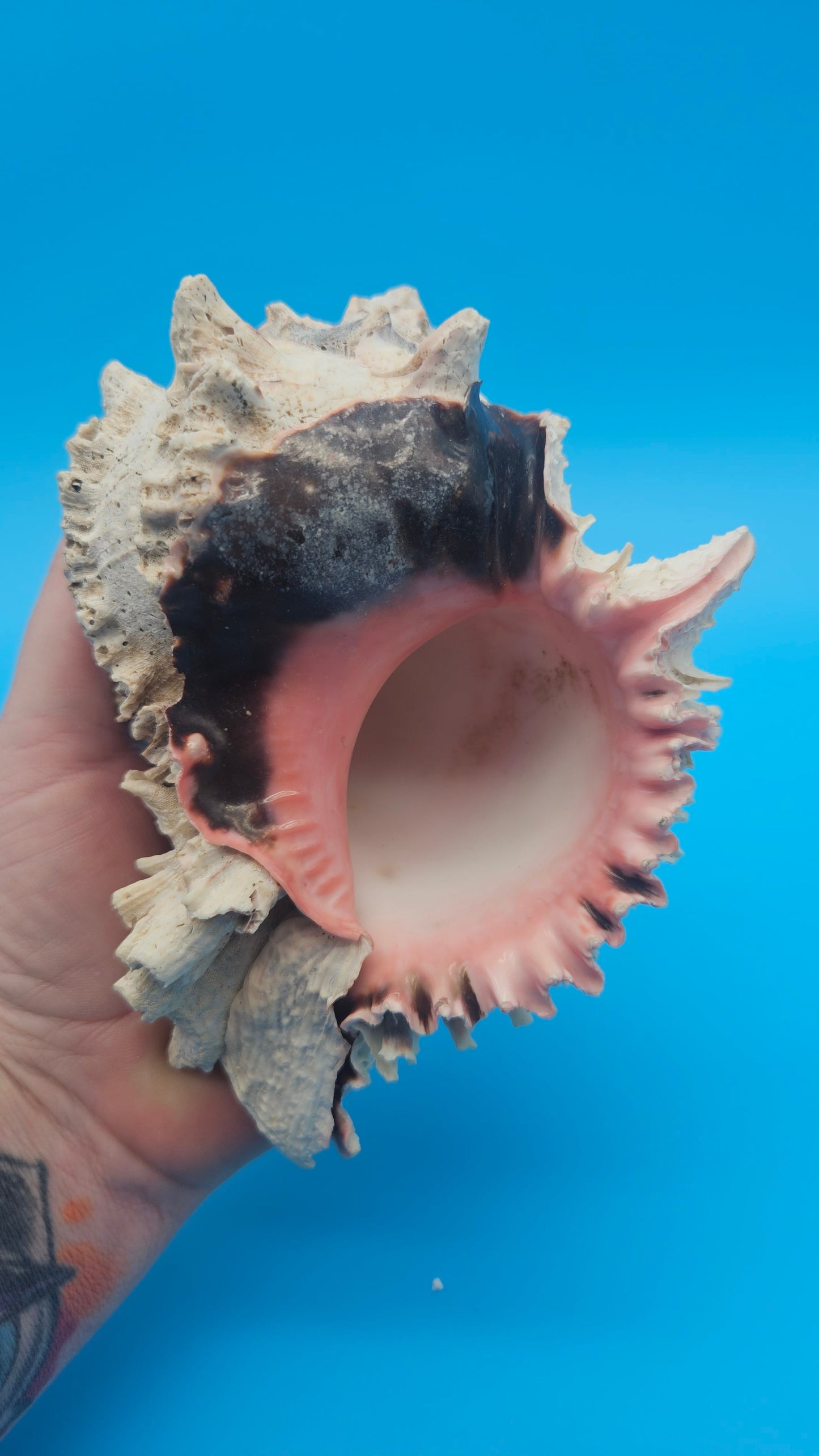Huge Regius Regal Murex Shell – 6" Coastal Display Piece Hexaplex regius