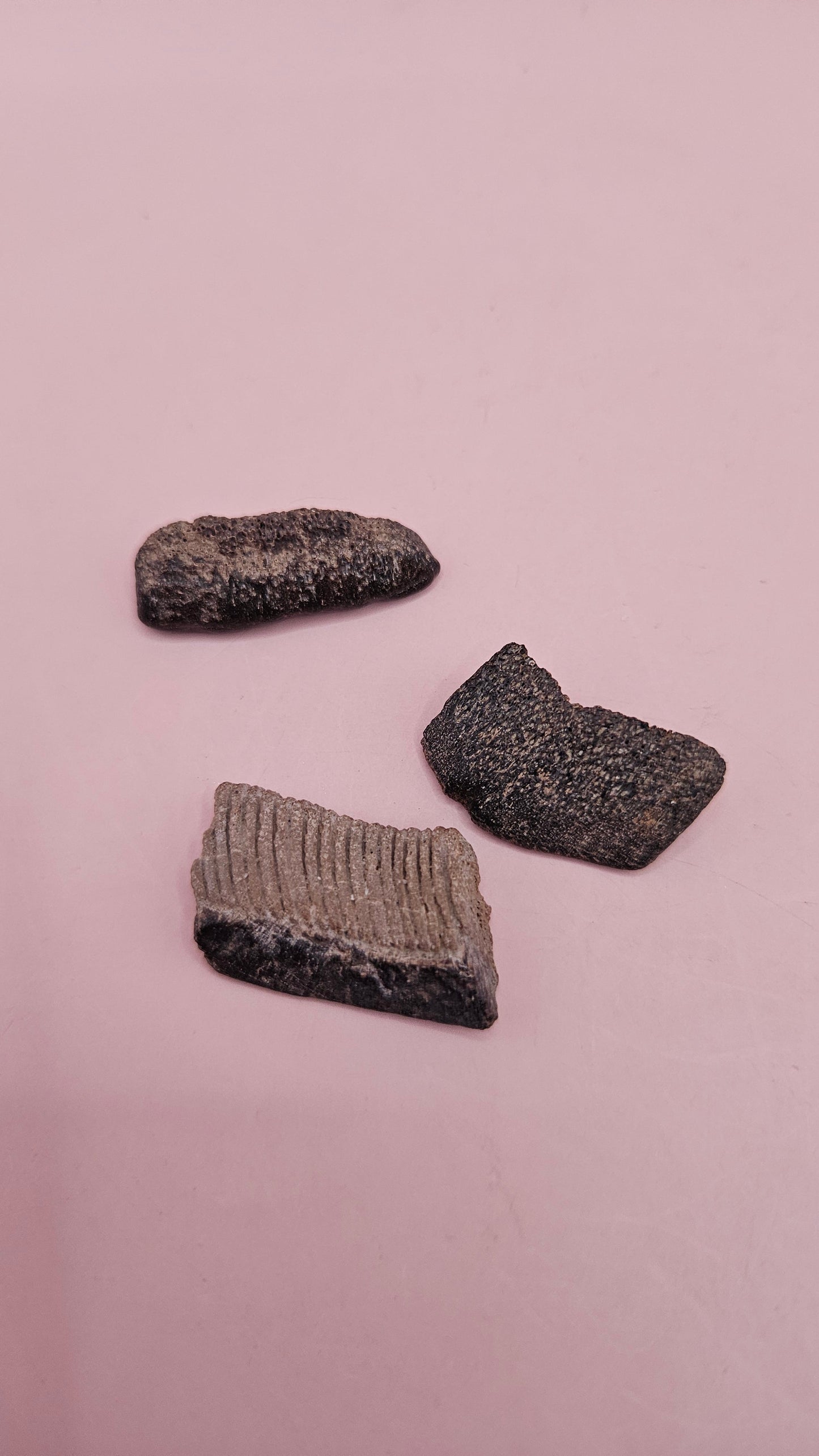 Fossil Ray Dental Plates Set | Ancient Marine Fossil Teeth with Display Box