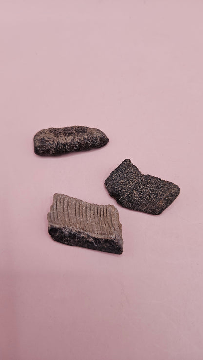 Fossil Ray Dental Plates Set | Ancient Marine Fossil Teeth with Display Box