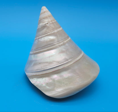 Pearled Trochus Niloticus Shell 3.8" Polished Spiral Display Shell with Iridescent Finish