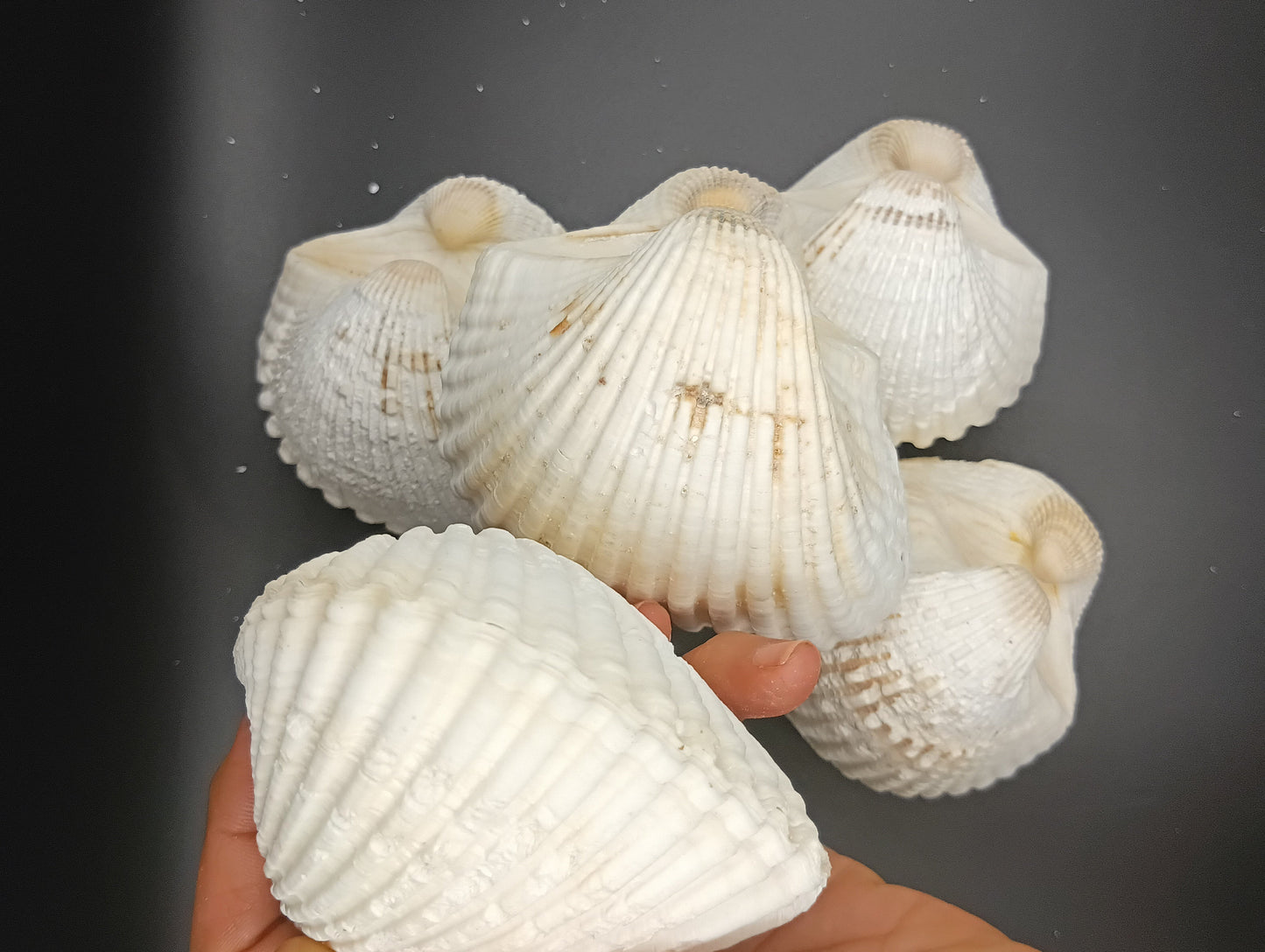 Ark Clam Pair (Telligarca Granosa)