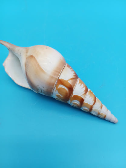 Carved Tibia Shell with Palm Tree Scene – 4.4"