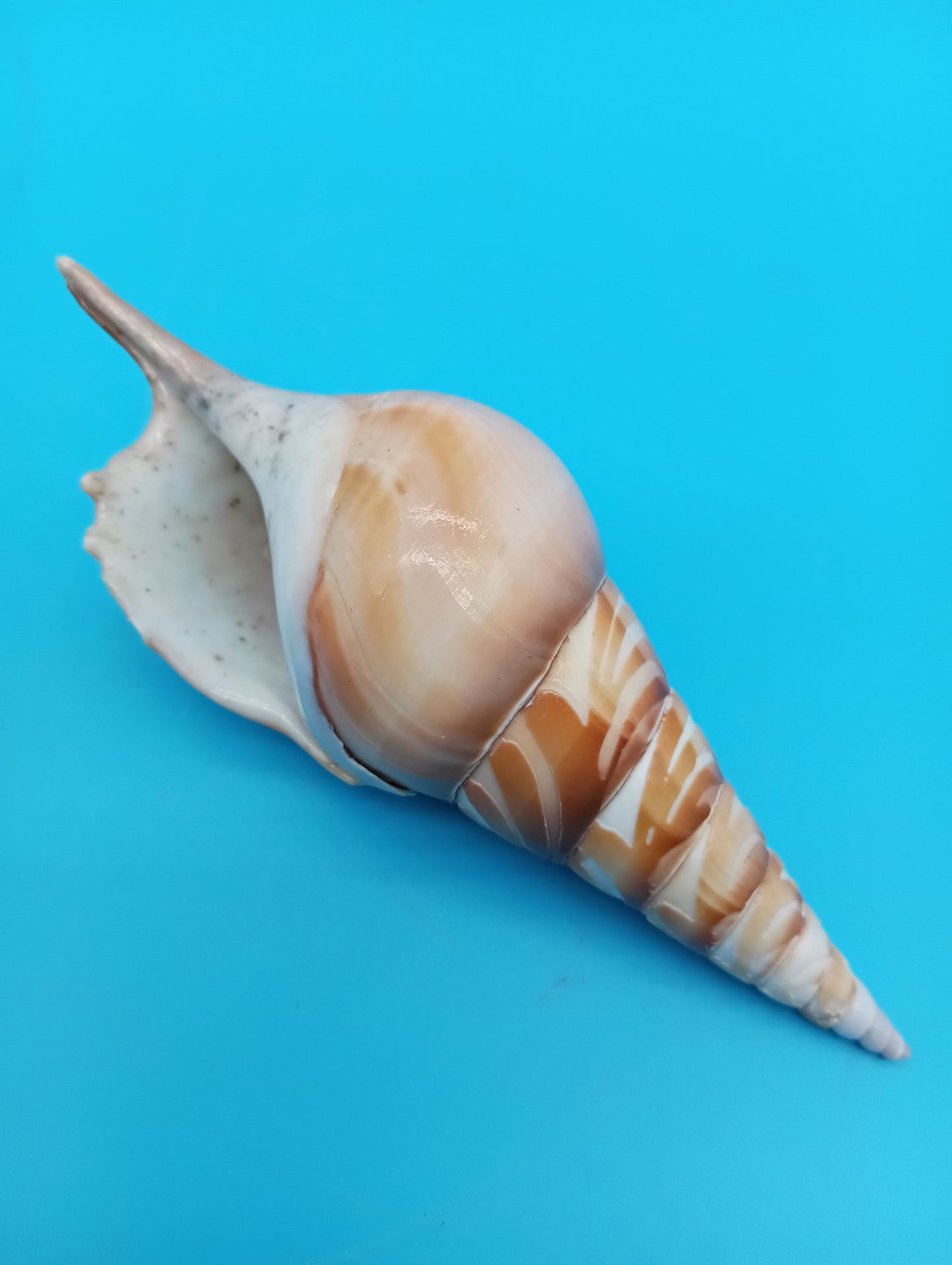 Carved Tibia Shell with Flamingo Scene – 4.8"