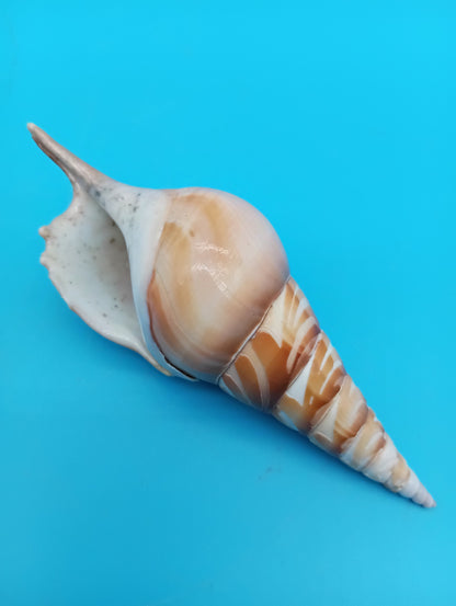 Carved Tibia Shell with Flamingo Scene – 4.8"