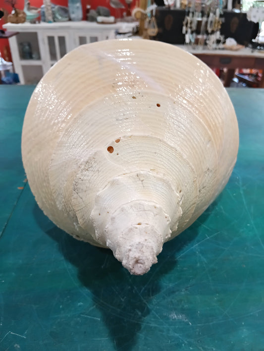 Large Syrinx Aruanus Australian Trumpet Shell 20" Display Sea Shell