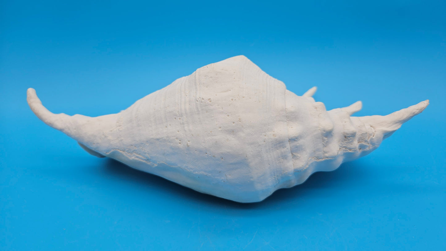 Large White Lambis Truncata Display Shell 11.75"
