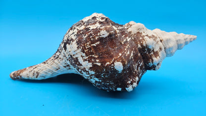 Horse Conch Shell 11" Triplofusus giganteus Dark Textured Coastal Display