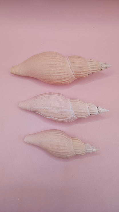 Fulgoraria nagouchii hyashi Growth Series – Set of 3 Display Shells
