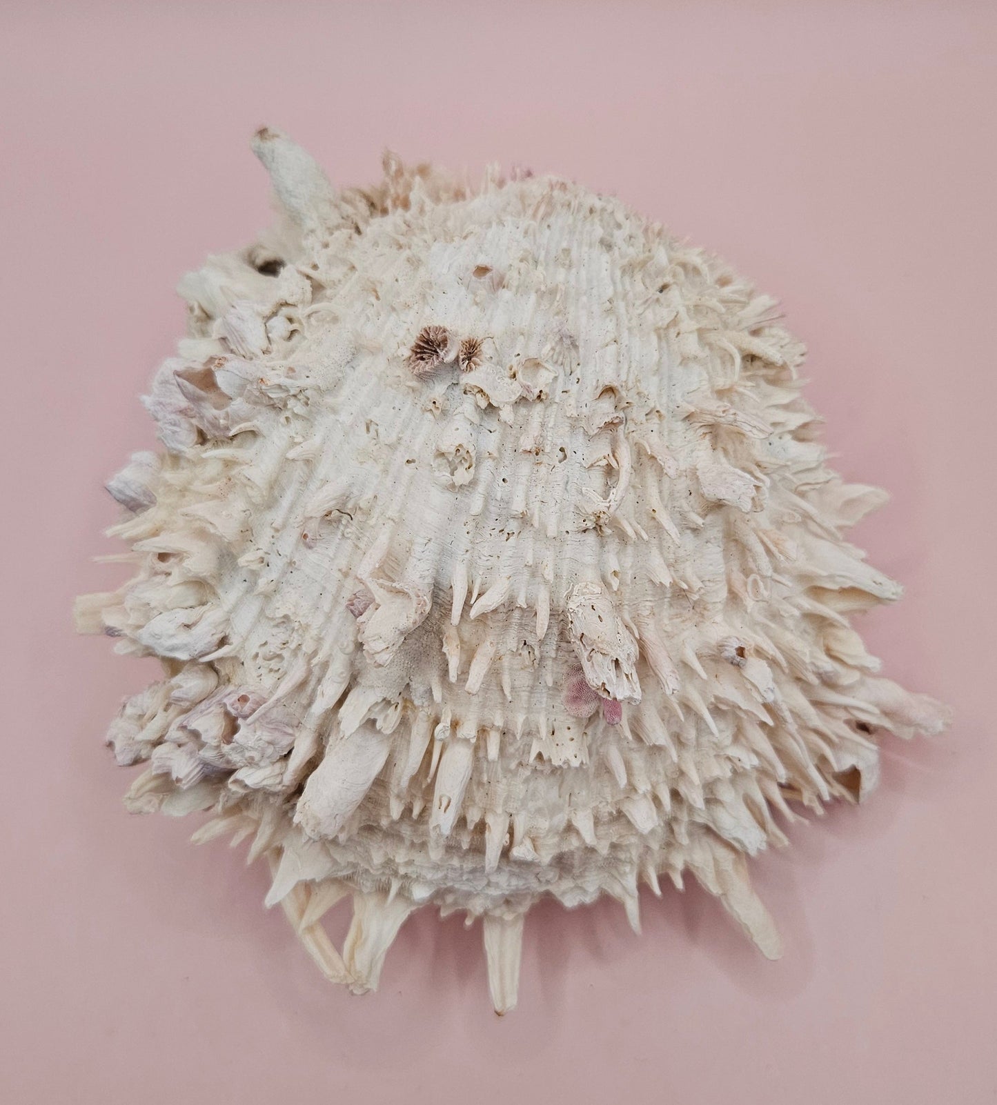 Spiky Spondylus Shell 5.5” with Barnacles  Coastal Decor Textured White Sea Shell Display