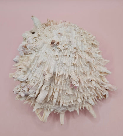 Spiky Spondylus Shell 5.5” with Barnacles  Coastal Decor Textured White Sea Shell Display