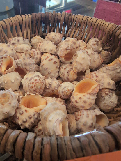 Orange Yellow Drupa Shell - Drupa rubusidaeus