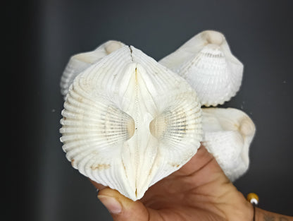 Ark Clam Pair (Telligarca Granosa)