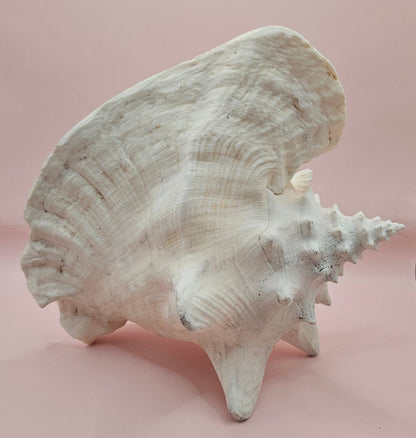Queen Conch Shell - 9" Non Pierced Natural Coastal Home Décor Accent (Strombus Gigas)