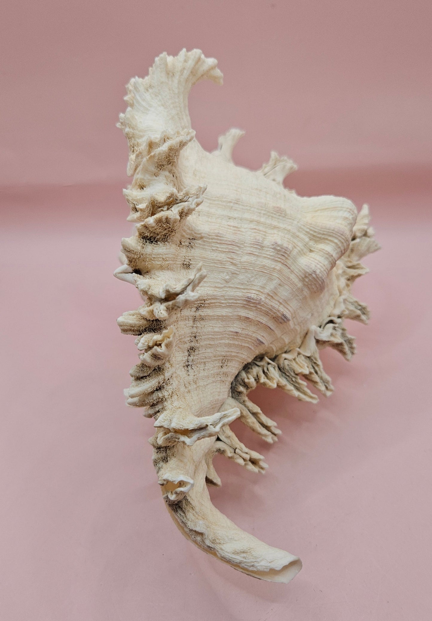Murex Ramosus Conch – Large Spiny Seashell for Coastal & Nautical Decor (8.5" x 6.25")