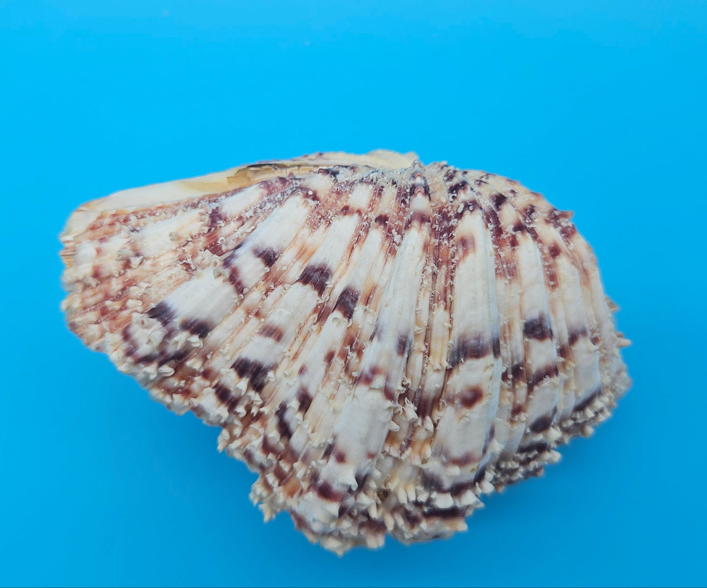 Textured Bear Paw Shell 5.6" Hippopus hippopus with Intact Knobs and Bold Natural Pattern