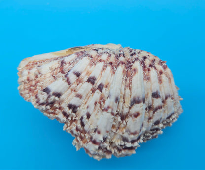 Textured Bear Paw Shell 5.6" Hippopus hippopus with Intact Knobs and Bold Natural Pattern