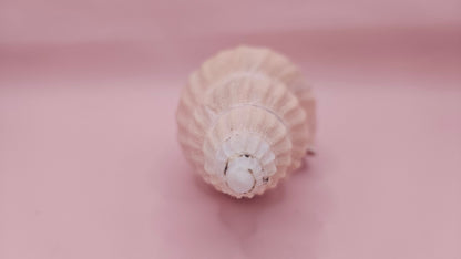 Fulgoraria Nagouchii Hashingi Display Shell – Natural Peach Toned Spiral 6.2"