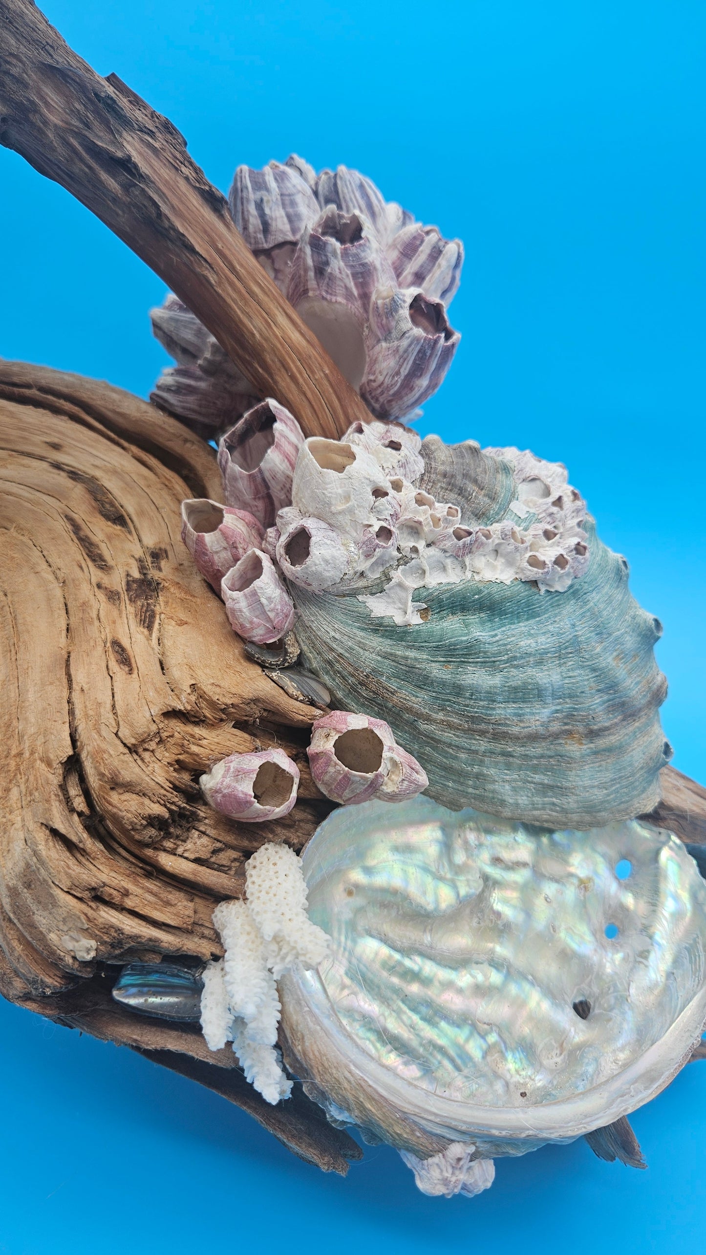 Coral, Abalone & Barnacle Sculpture on Grapevine Wood – 20" x 6.5" x 15.5"