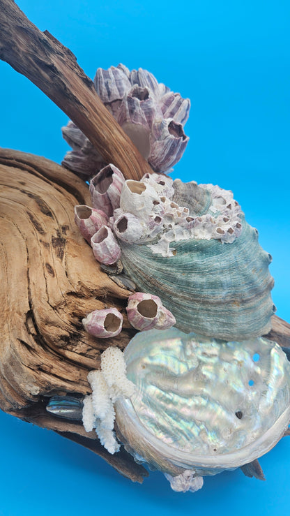 Coral, Abalone & Barnacle Sculpture on Grapevine Wood – 20" x 6.5" x 15.5"