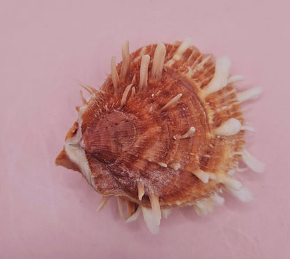 Hinged Spondylus Shell – 3" Bivalve Display with Spiny Texture