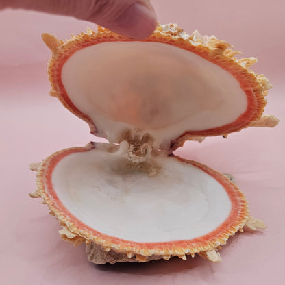 Spiked Spondylus Shell with Barnacles – Coastal Decor Display Shell 5.4"