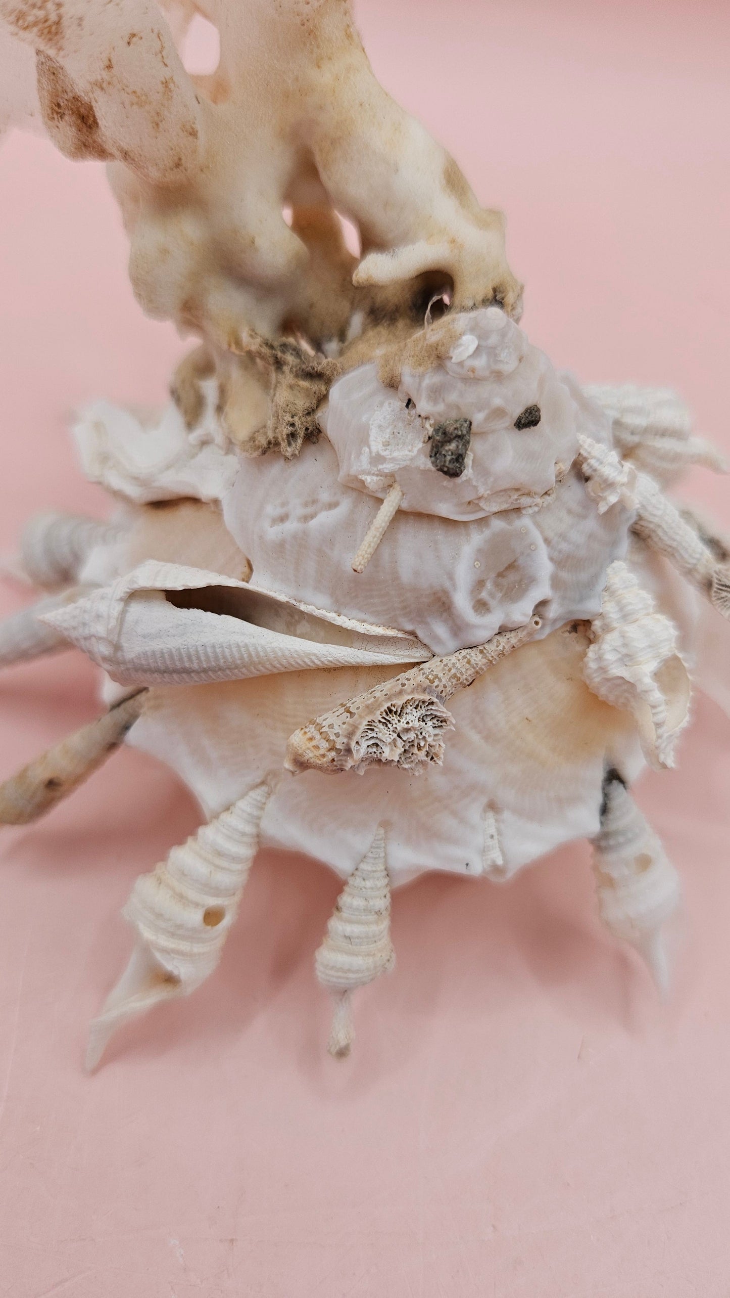 Pallid Carrier Shell with Tube Coral & Seaglass | 5x4 Coastal Display Shell