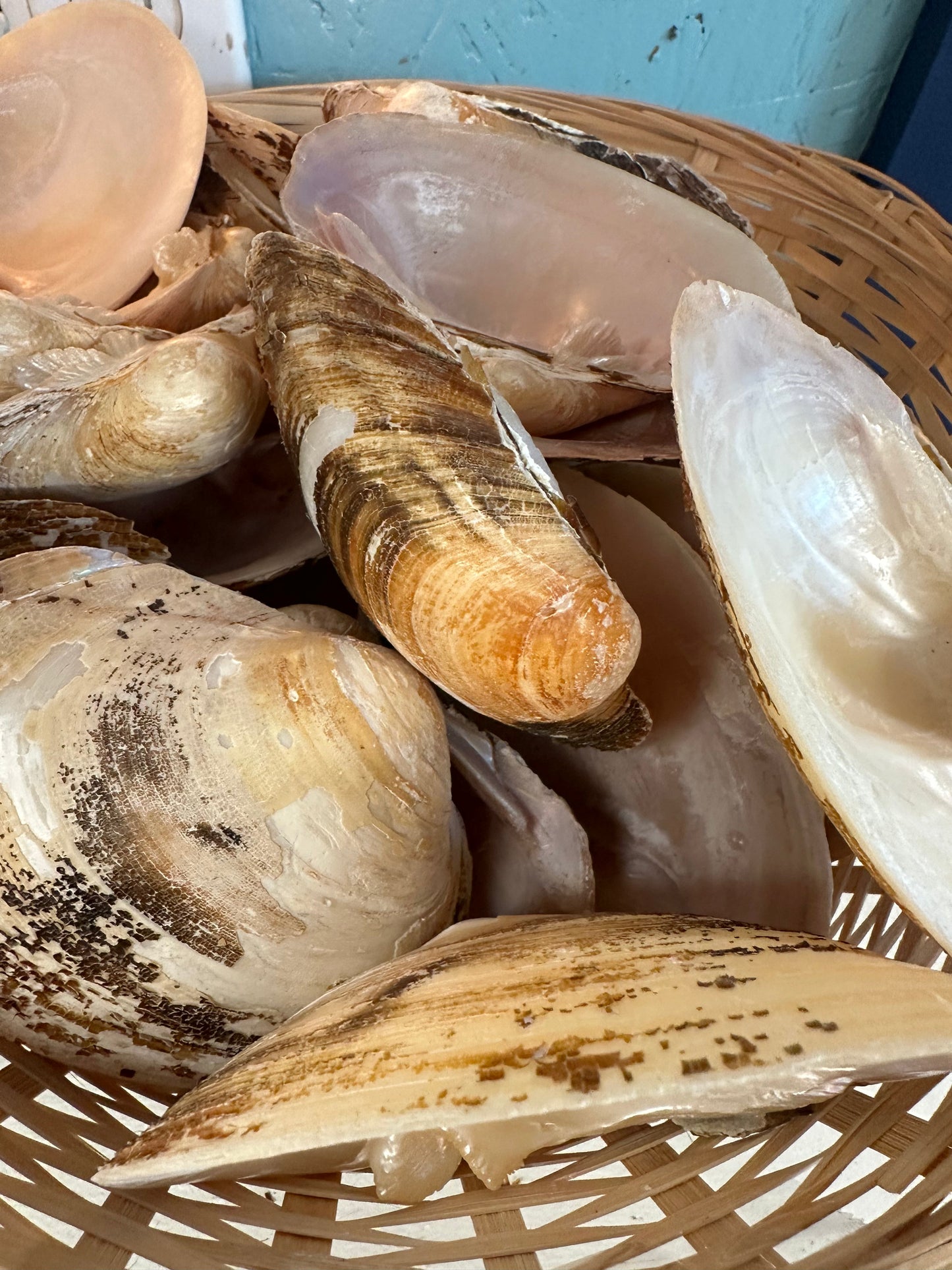 Mexican Pearl River Clam