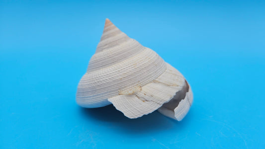 Rare Pleurotomaria hirasei Deep Sea Display Shell with Operculum – 3" Nautical Home Decor