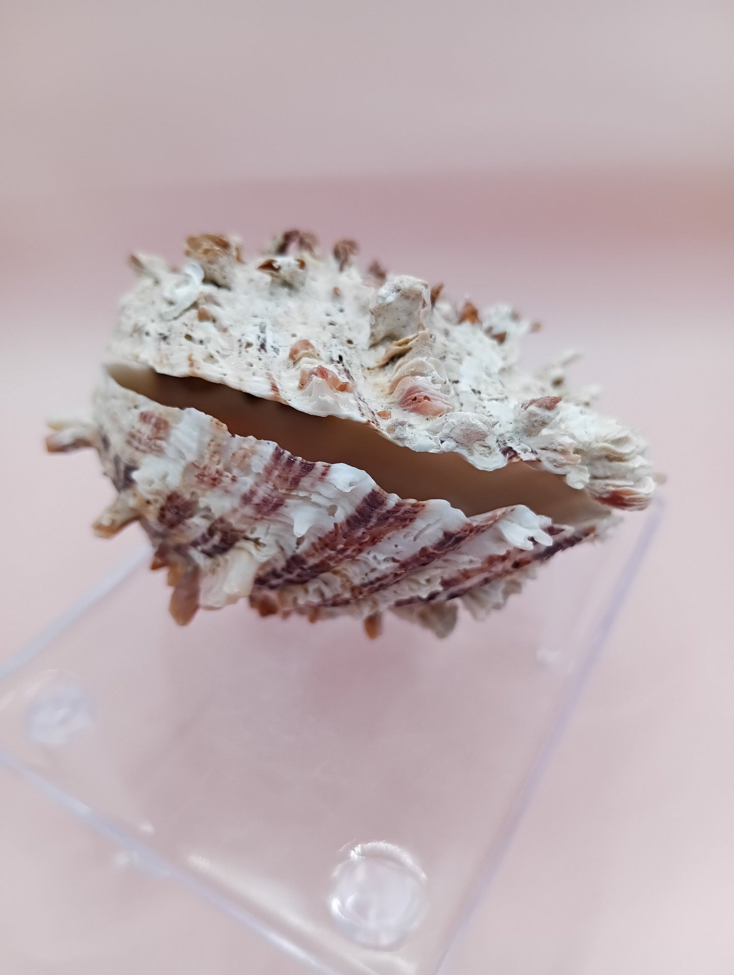 Natural Hinged Spondylus Shell – 3.0" x 2.3" – Spiny Display Shell