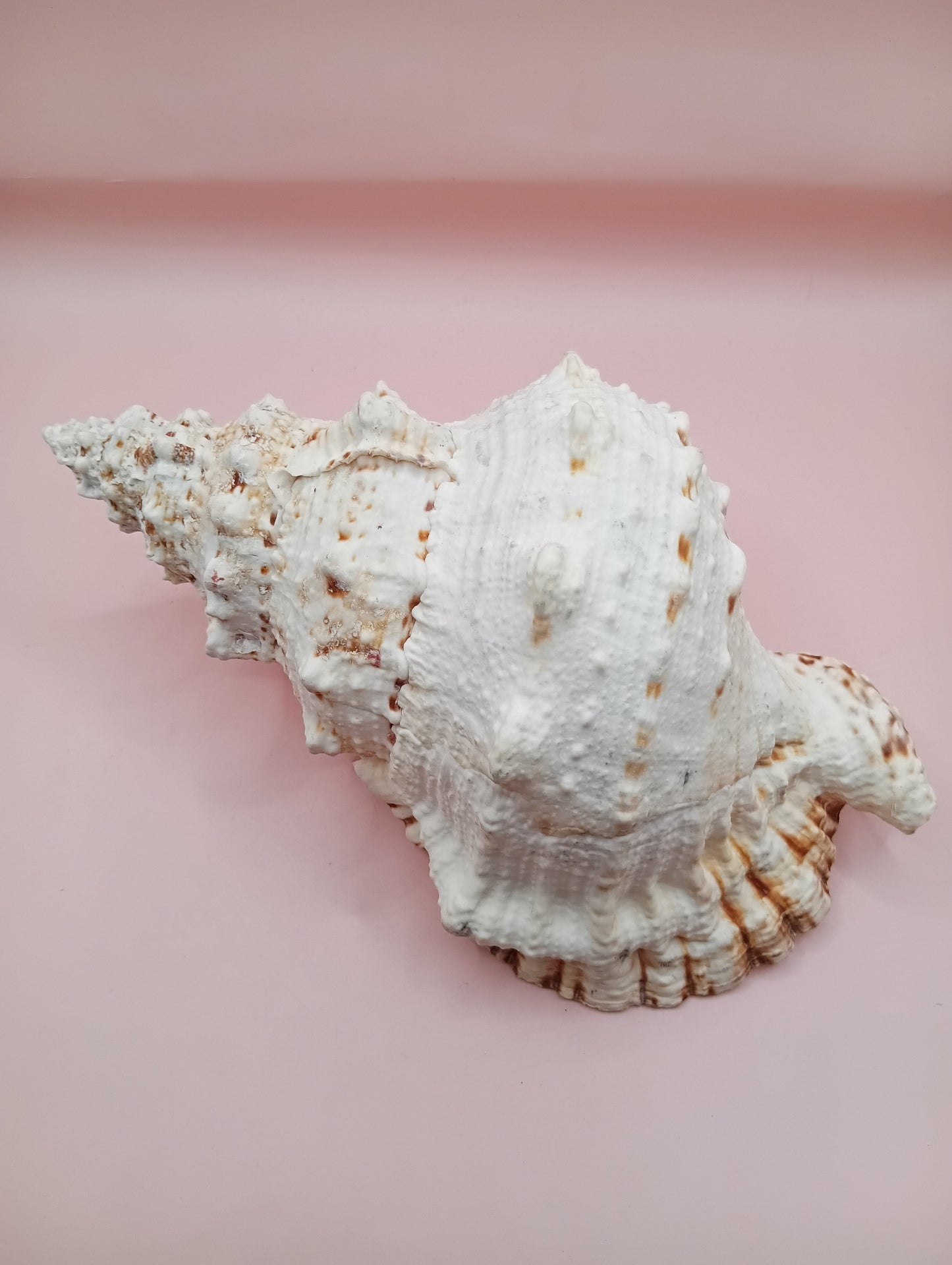 Large Frog Conch Shell 9.75 Bursa Bulba Tutufa bubo