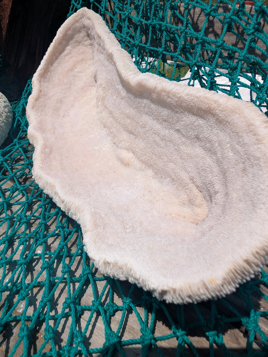 Vintage White Oblong Bowl Coral Specimen - Natural Coastal Decor (Halomitra pileus)