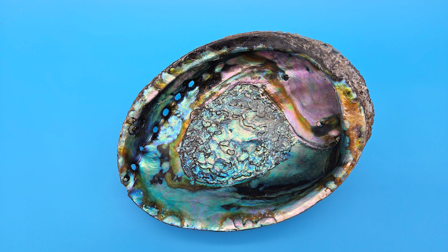 Green Abalone Shell (Haliotis fulgens)– 7.2” Coastal Display with Iridescent Interior