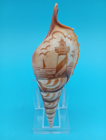 Carved Tibia Shell with Lighthouse Scene – 4.7"
